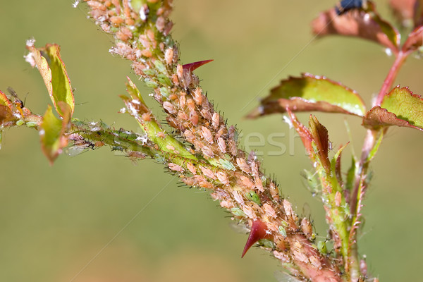 aphids on rose branch Stock photo © clearviewstock