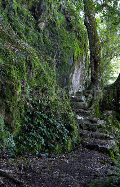 rainforest path Stock photo © clearviewstock