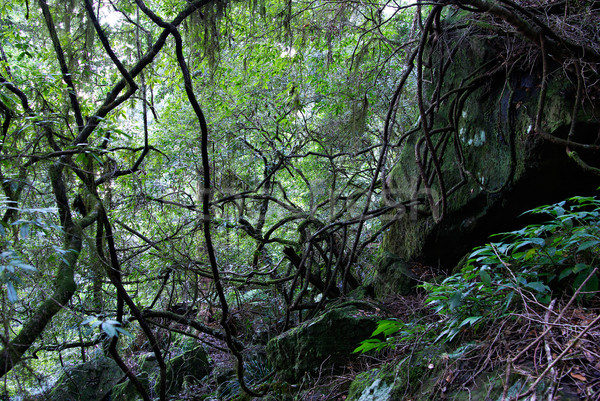 [[stock_photo]]: Forêt · tropicale · plantes · mousse · couvert · roches · arbres