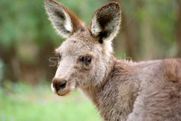 östlichen grau Känguru Bild wenig Stock foto © clearviewstock