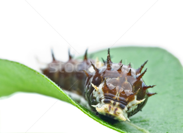 虫 ビッグ 緑色の葉 緑 写真 白 ストックフォト © clearviewstock