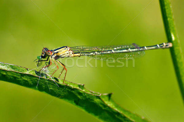 dragonfly eating Stock photo © clearviewstock