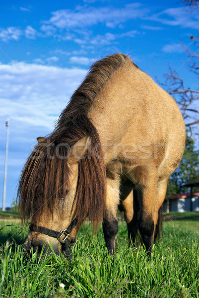 mini horse eating grass Stock photo © clearviewstock