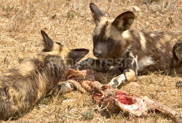 Polowanie psów dwa Afryki jedzenie Zdjęcia stock © clearviewstock
