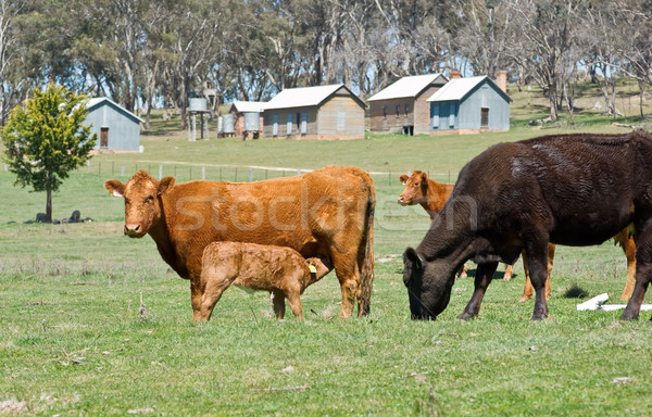 cows in the field Stock photo © clearviewstock