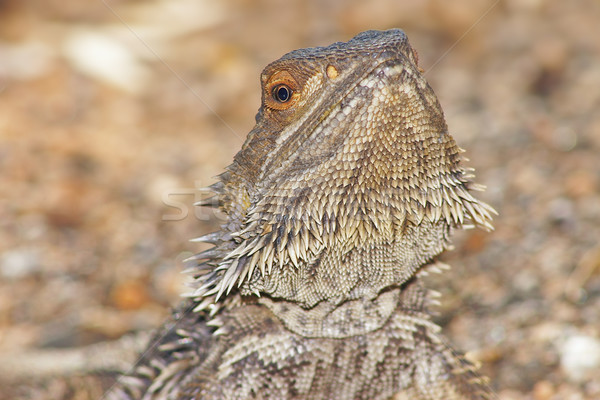Központi szakállas sárkány néz kamera fej Stock fotó © clearviewstock