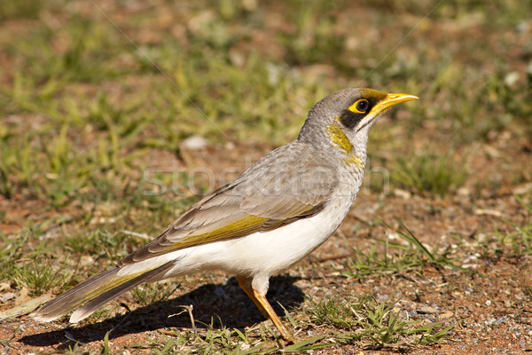 Zgomotos natură pasăre fotografie imagine una Imagine de stoc © clearviewstock
