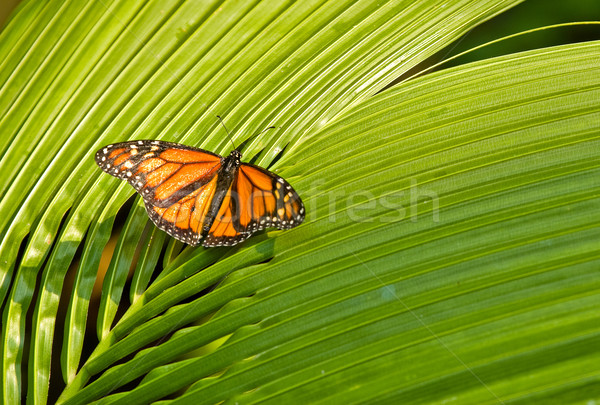 monarch butterfly Stock photo © clearviewstock