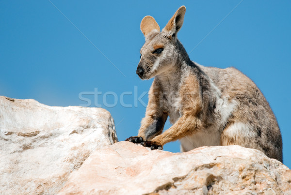 Stock fotó: Citromsárga · kő · veszélyeztetett · természet · állat · kenguru
