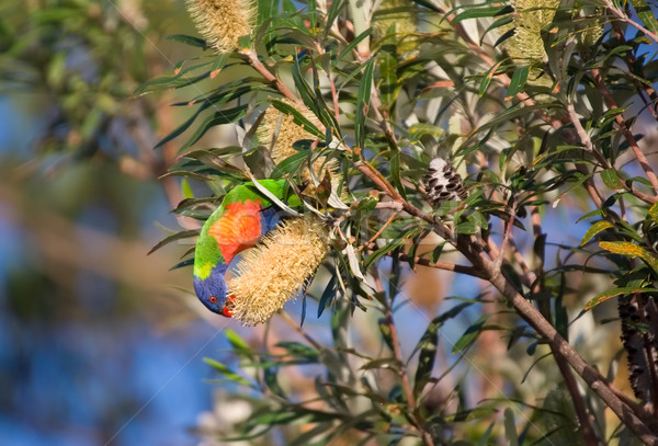 Eten regenboog groot natuur vogel foto Stockfoto © clearviewstock