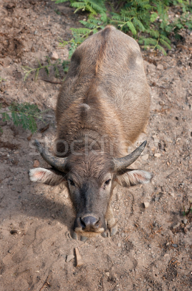 Stock photo: water buffalo