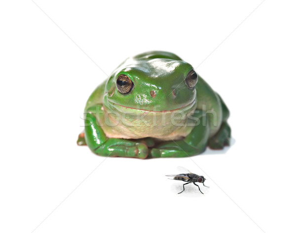 tree frog and fly  Stock photo © clearviewstock