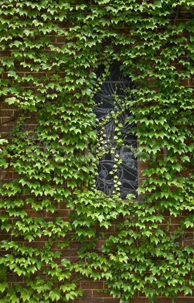 Vigne couvert bâtiment de l'église belle chapelle tous [[stock_photo]] © clearviewstock