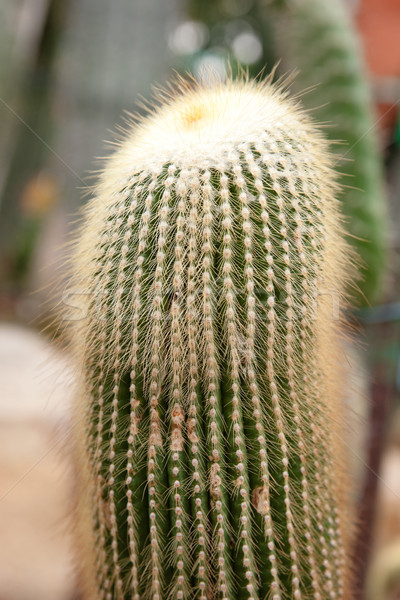 cacti plants Stock photo © clearviewstock