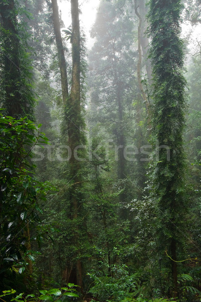 rain forest Stock photo © clearviewstock