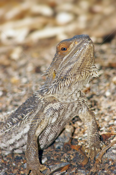 central bearded dragon Stock photo © clearviewstock