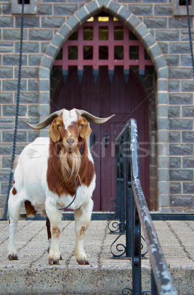 guard goat Stock photo © clearviewstock