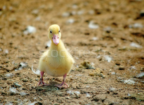 first steps Stock photo © clearviewstock