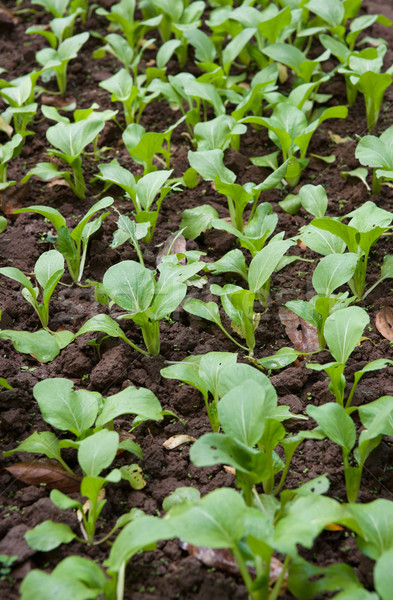 Organikus zöldségek növekvő tavasz étel levél Stock fotó © clearviewstock