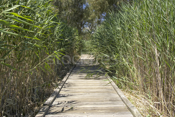 boardwalk Stock photo © clearviewstock