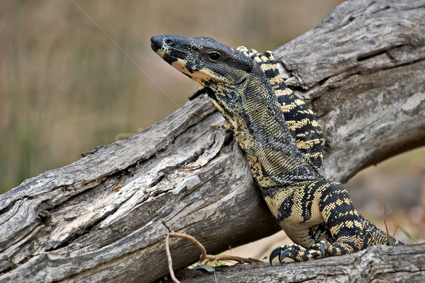 lace monitor with head raised Stock photo © clearviewstock