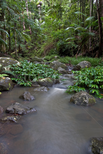 Regenwald Stream wenig Grenze Wasser Regen Stock foto © clearviewstock