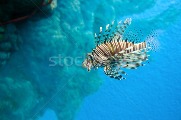 lion fish Stock photo © clearviewstock