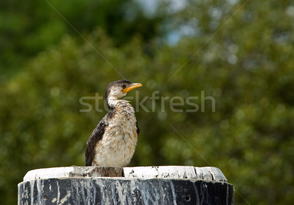 little pied cormorant Stock photo © clearviewstock