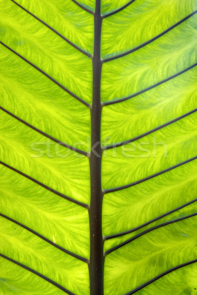palm leaf Stock photo © clearviewstock