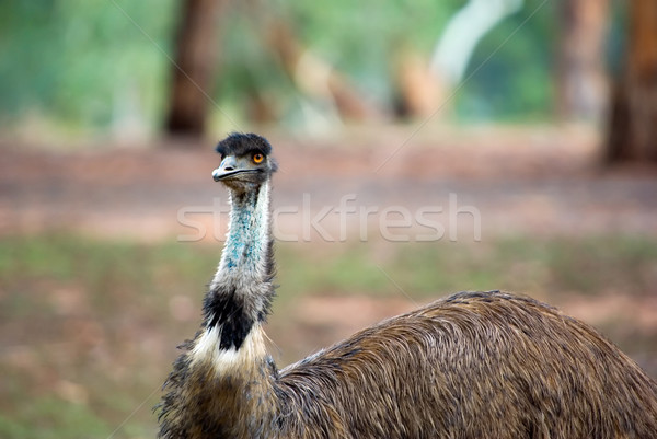 australian emu Stock photo © clearviewstock