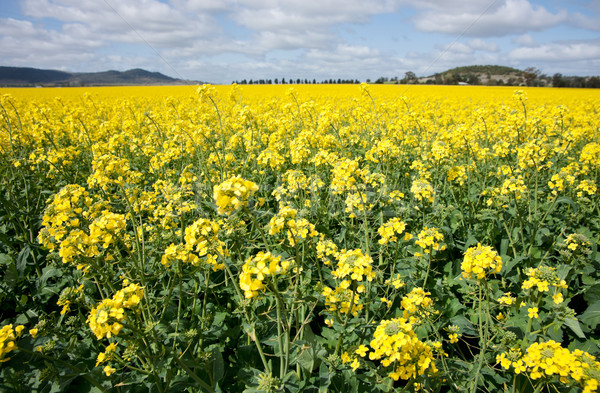 canola in the farm field Stock photo © clearviewstock