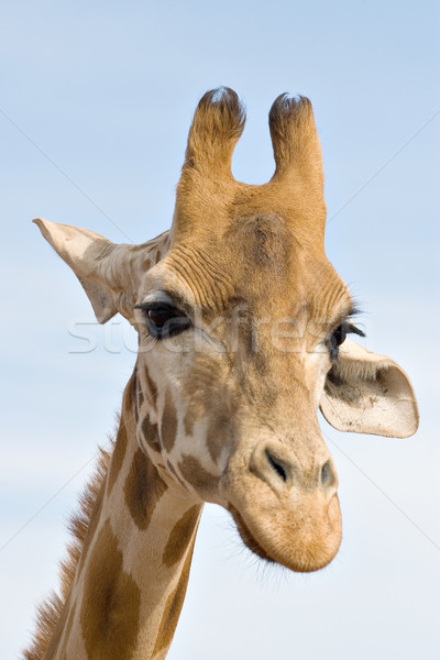 brooding giraffe Stock photo © clearviewstock