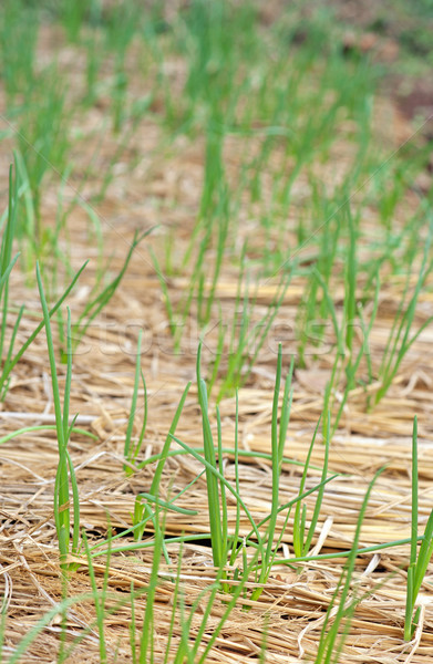 Stock photo: organic vegetables growing