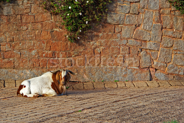goat on cobblestones Stock photo © clearviewstock