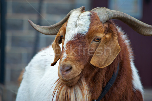 goat Stock photo © clearviewstock