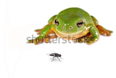 green tree frog on white Stock photo © clearviewstock
