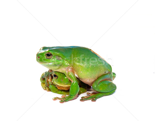 frog being consoled Stock photo © clearviewstock