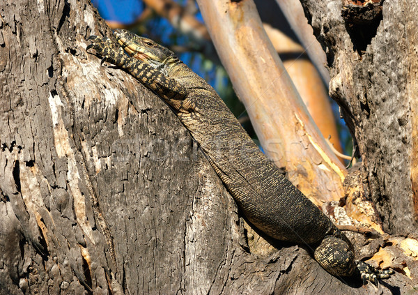 goanna in tree Stock photo © clearviewstock