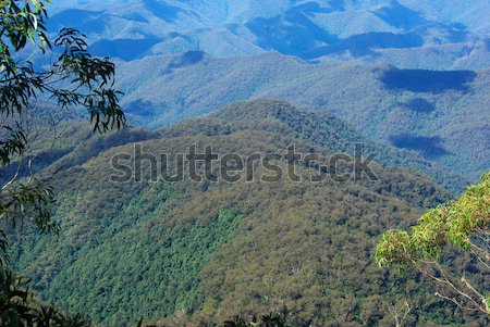 two forests merging Stock photo © clearviewstock