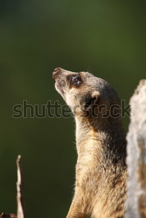 meerkat on guard Stock photo © clearviewstock