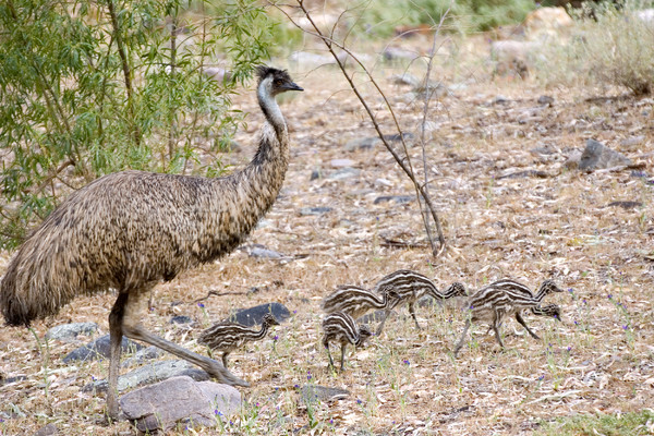 emu and chicks Stock photo © clearviewstock