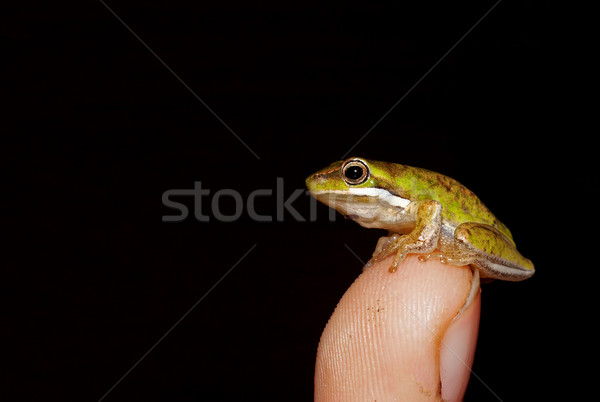 Kikker dwerg groene boom tip vinger Stockfoto © clearviewstock