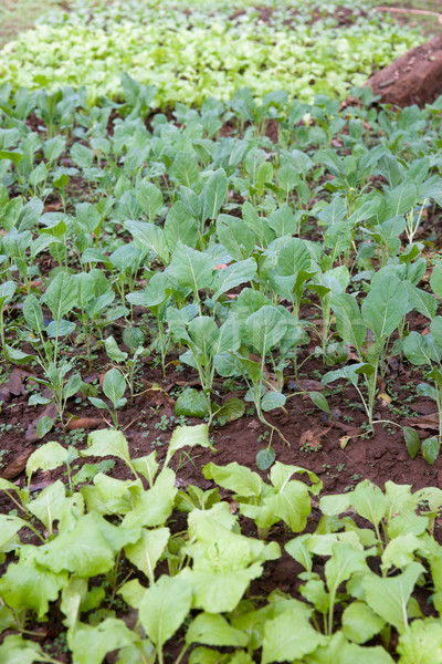 Organikus zöldségek növekvő tavasz étel levél Stock fotó © clearviewstock