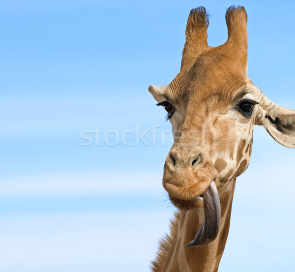 Giraffe schauen dumm lange Stock foto © clearviewstock