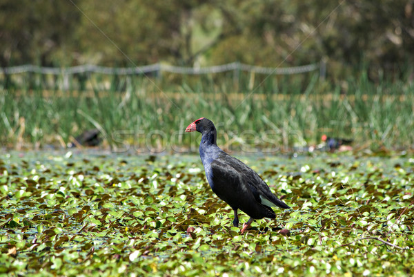 water hen in wetlands Stock photo © clearviewstock