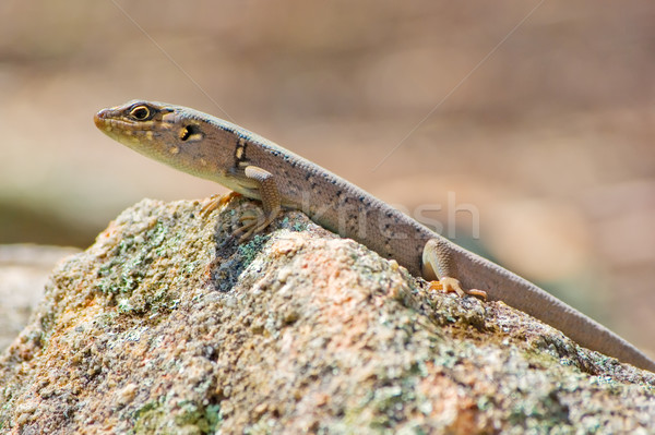 skink Stock photo © clearviewstock