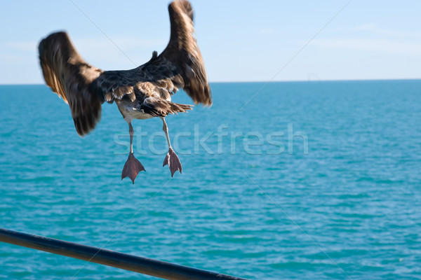 Tempo mare uccello corrimano testa Foto d'archivio © clearviewstock
