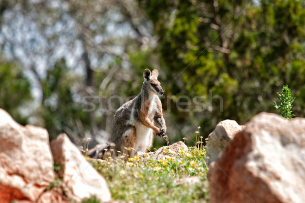 Gelb rock gefährdet Natur Tier Känguru Stock foto © clearviewstock