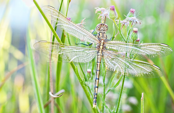 young dragonfly  Stock photo © clearviewstock