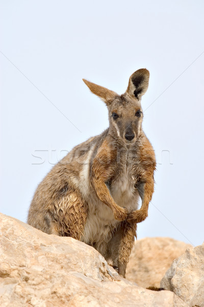 Stock photo: yellow footed rock wallaby